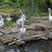 Dalmatian Pelican